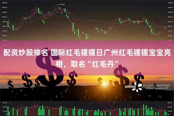 配资炒股排名 国际红毛猩猩日广州红毛猩猩宝宝亮相，取名“红毛丹”